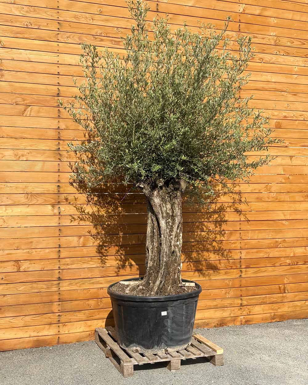 Olivenbaum – Olea europaea 'Picual' (Grande) (H10) – Blupf by Kitzinger