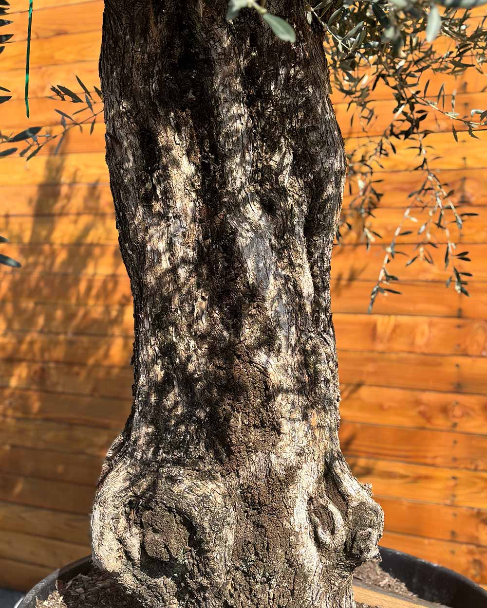 Olivenbaum – Olea europaea ‘Picual’ (Grande) (H11)