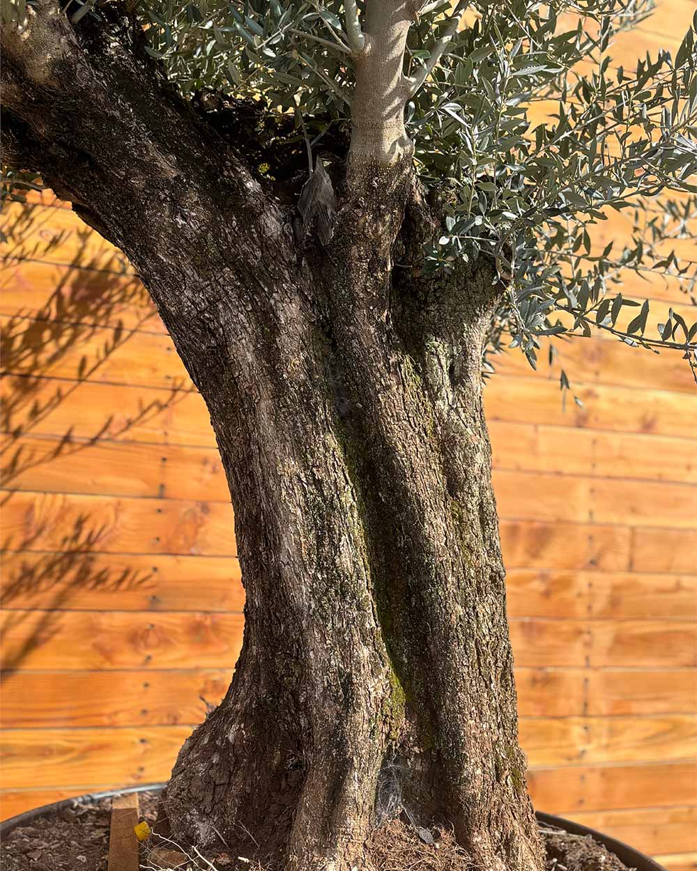 Olivenbaum – Olea europaea ‘Picual’ (Grande) (H14)