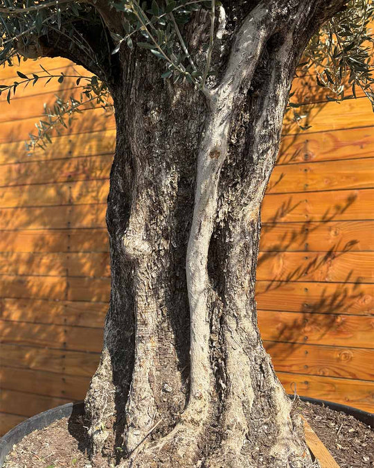 Olivenbaum – Olea europaea ‘Picual’ (Grande) (H15)