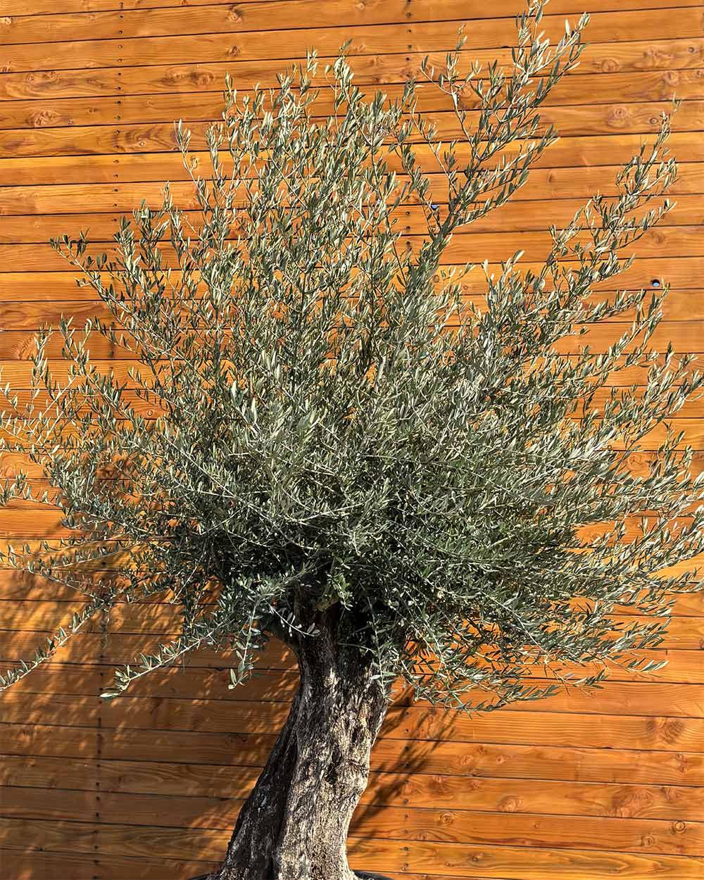 Olivenbaum – Olea europaea ‘Picual’ (Grande) (H15)