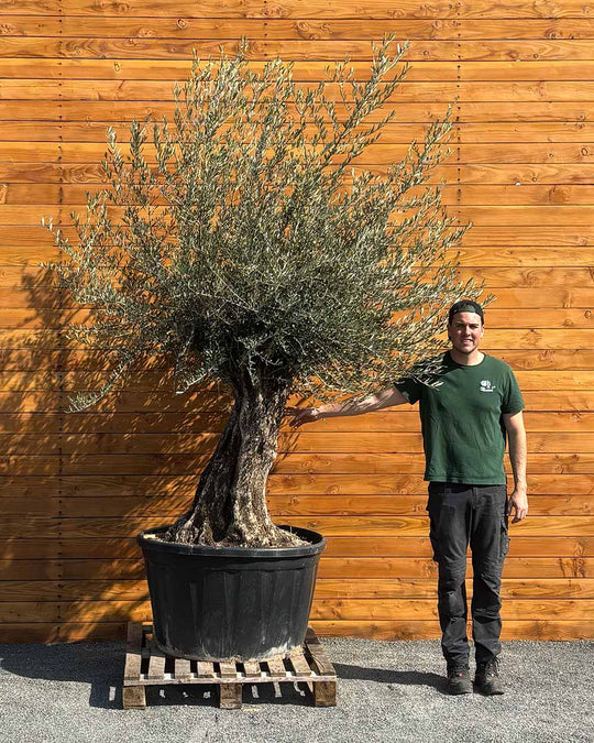 Olivenbaum – Olea europaea ‘Picual’ (Grande) (H15)