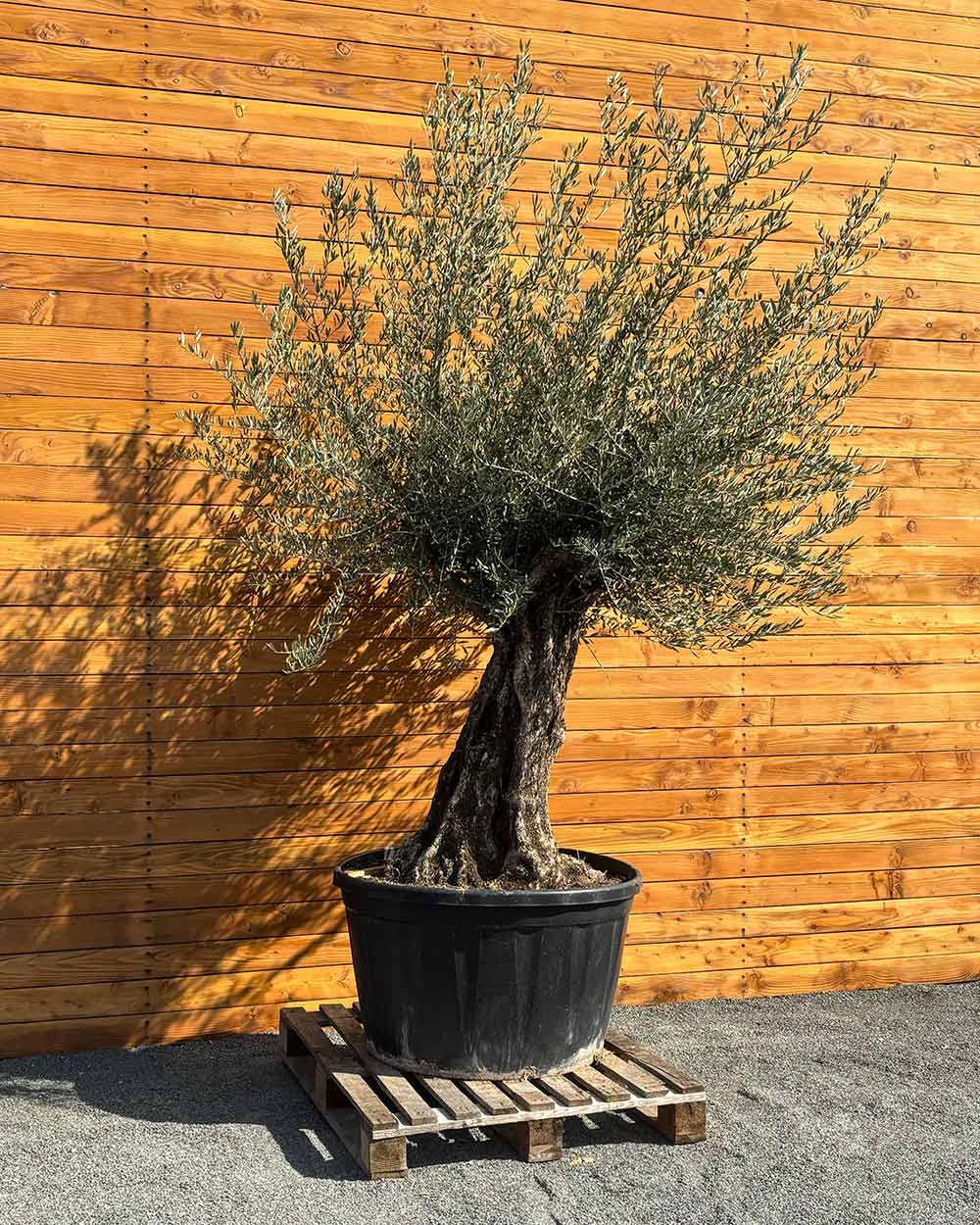 Olivenbaum – Olea europaea ‘Picual’ (Grande) (H15)