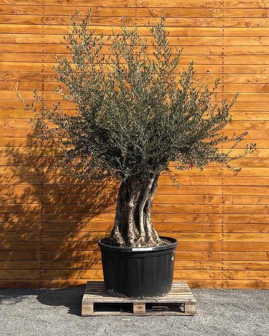 Olivenbaum – Olea europaea ‘Picual’ (Grande) (H15)