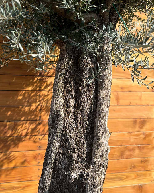 Olivenbaum – Olea europaea ‘Picual’ (Grande) (H16)