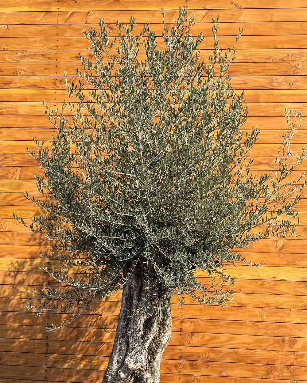 Olivenbaum – Olea europaea ‘Picual’ (Grande) (H16)
