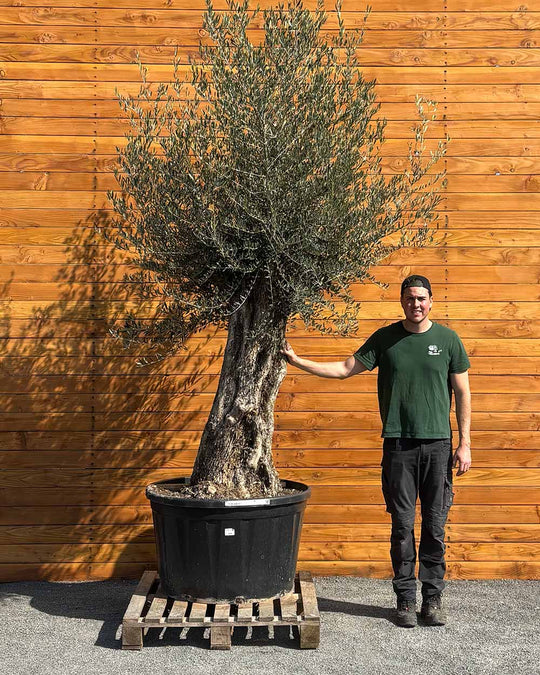 Olivenbaum – Olea europaea ‘Picual’ (Grande) (H16)