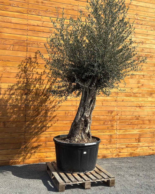 Olivenbaum – Olea europaea ‘Picual’ (Grande) (H16)