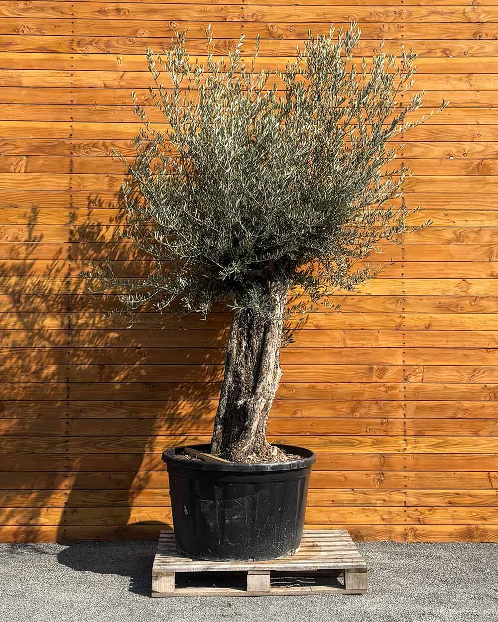 Olivenbaum – Olea europaea ‘Picual’ (Grande) (H16)