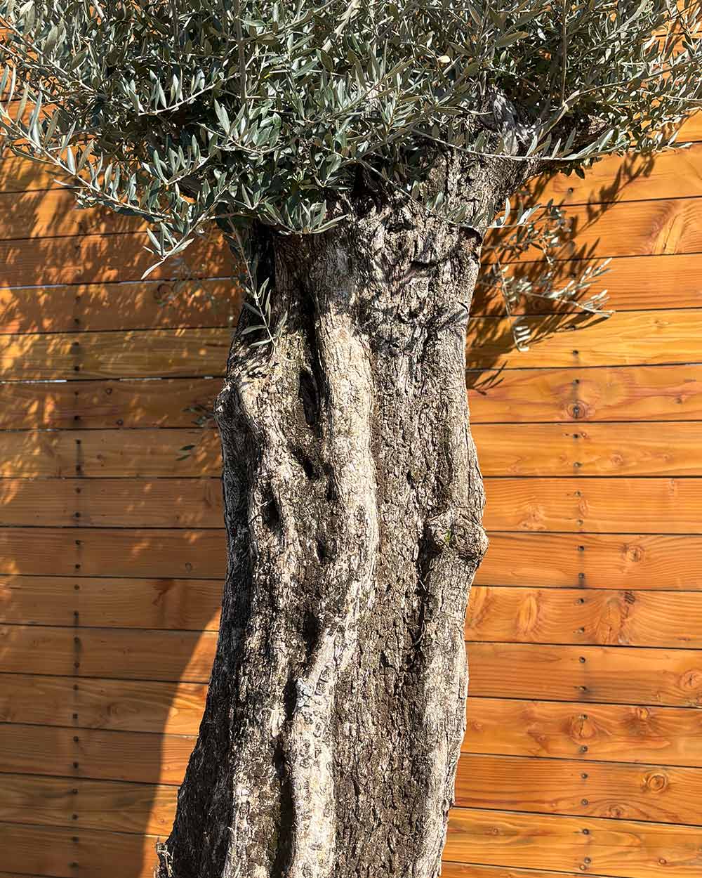 Olivenbaum – Olea europaea ‘Picual’ (Grande) (H17)