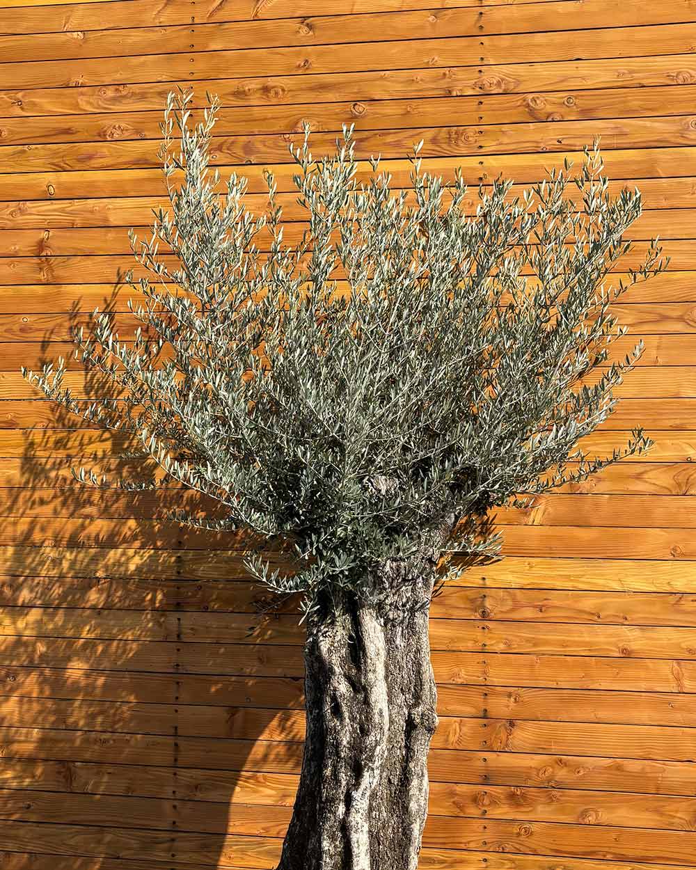 Olivenbaum – Olea europaea ‘Picual’ (Grande) (H17)