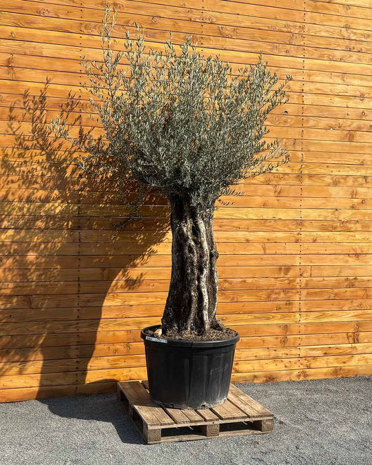 Olivenbaum – Olea europaea ‘Picual’ (Grande) (H17)