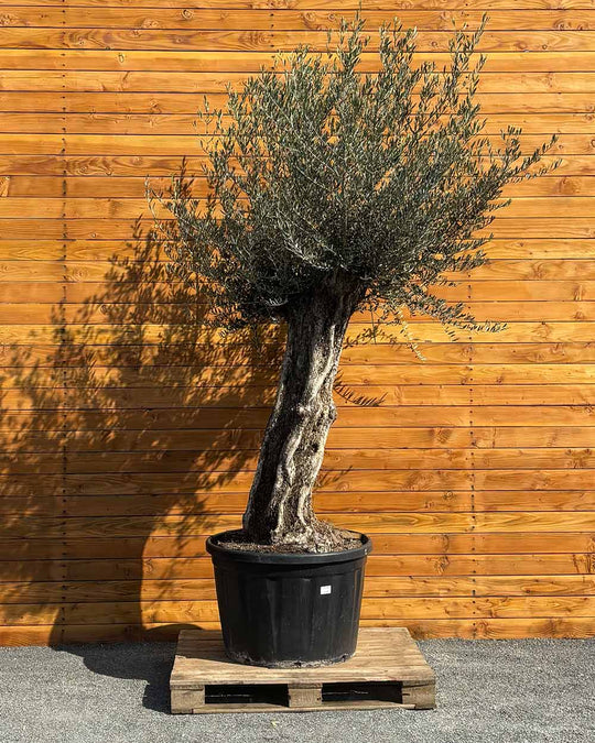 Olivenbaum – Olea europaea ‘Picual’ (Grande) (H17)