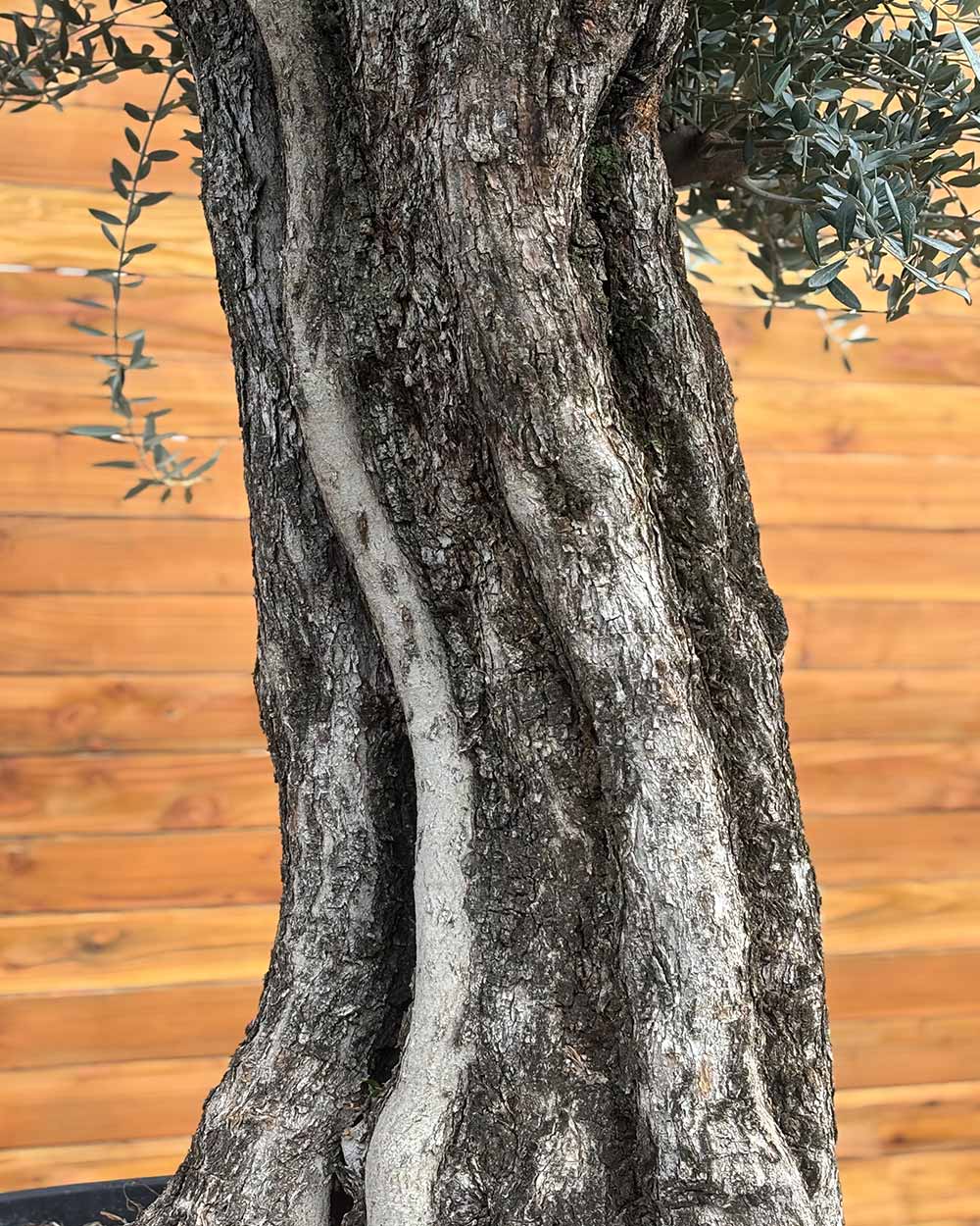 Olivenbaum – Olea europaea ‘Picual’ (Grande) (H18)