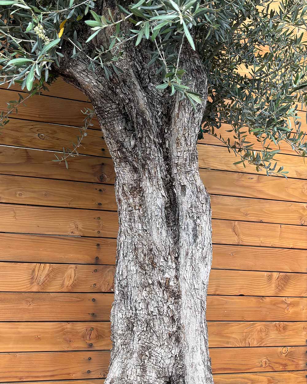 Olivenbaum – Olea europaea ‘Picual’ (Grande) (H19)