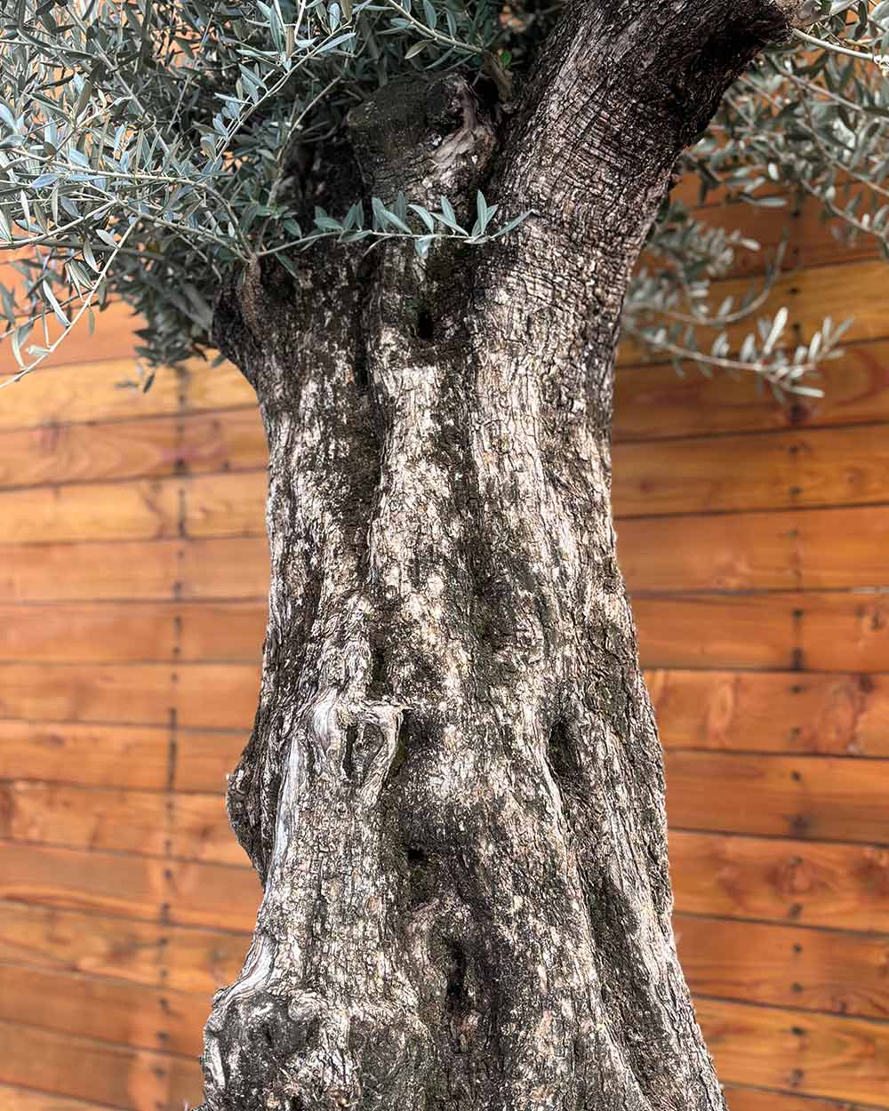 Olivenbaum – Olea europaea ‘Picual’ (Grande) (H20)