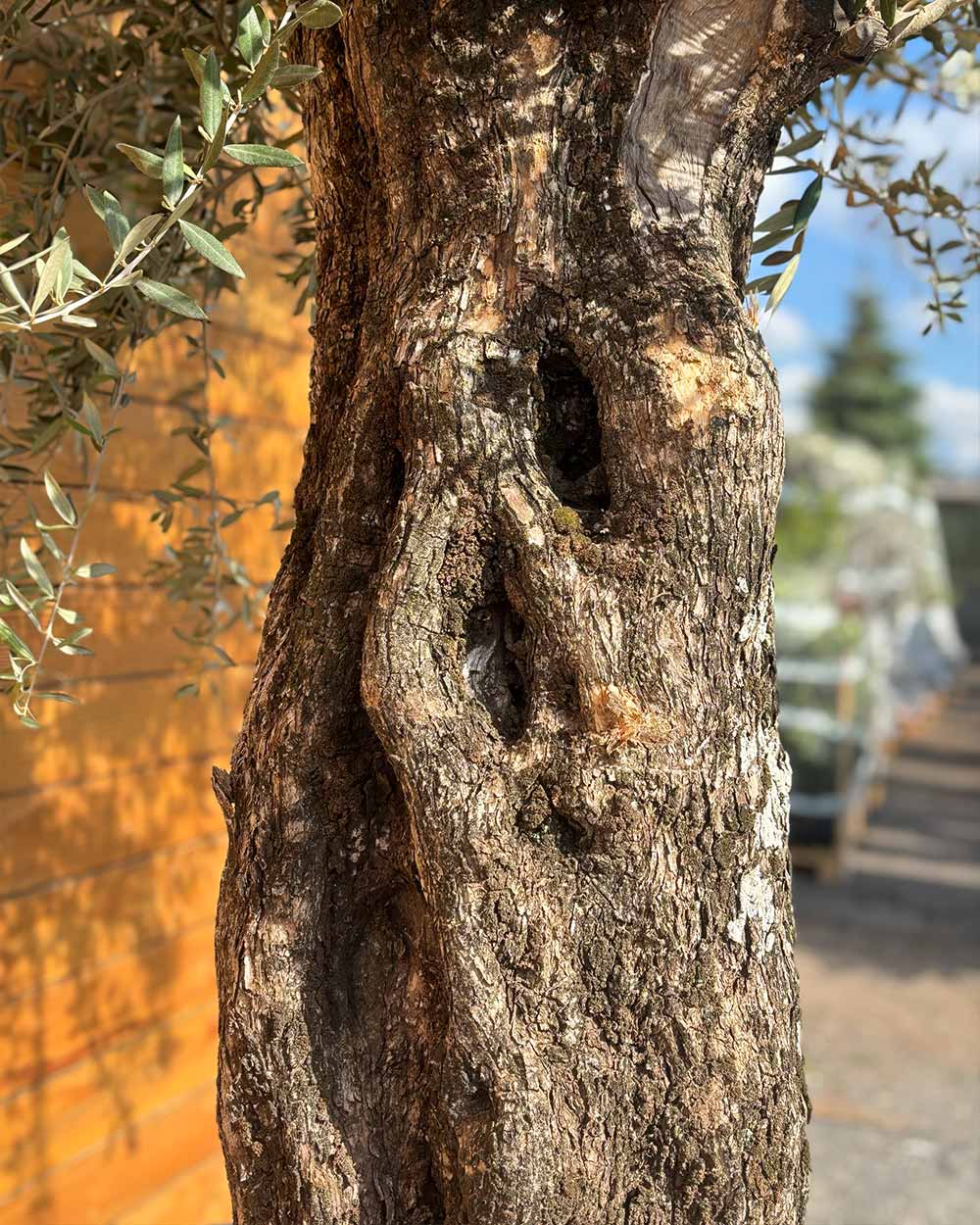 Olivenbaum – Olea europaea ‘Picual’ (Grande) (H22)