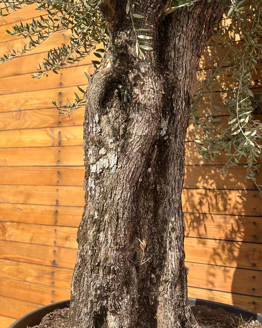Olivenbaum – Olea europaea ‘Picual’ (Grande) (H22)
