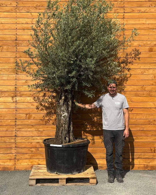 Olivenbaum – Olea europaea ‘Picual’ (Grande) (H22)