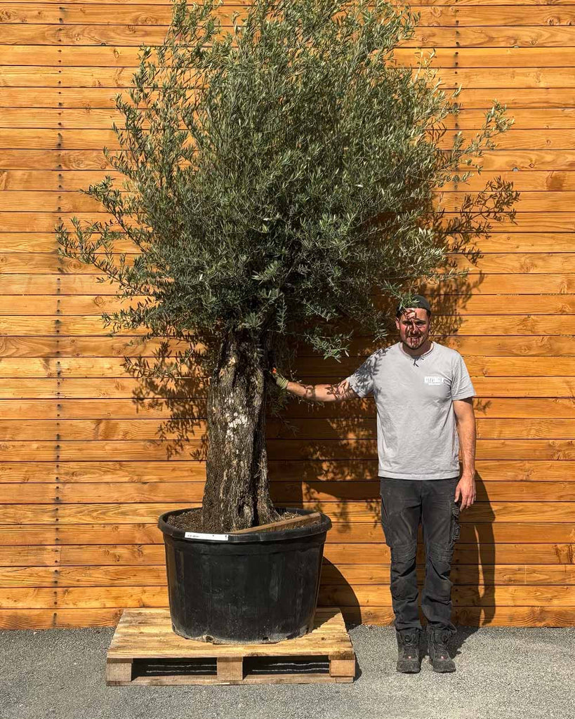 Olivenbaum – Olea europaea 'Picual' (Grande) (H22) – Blupf by Kitzinger