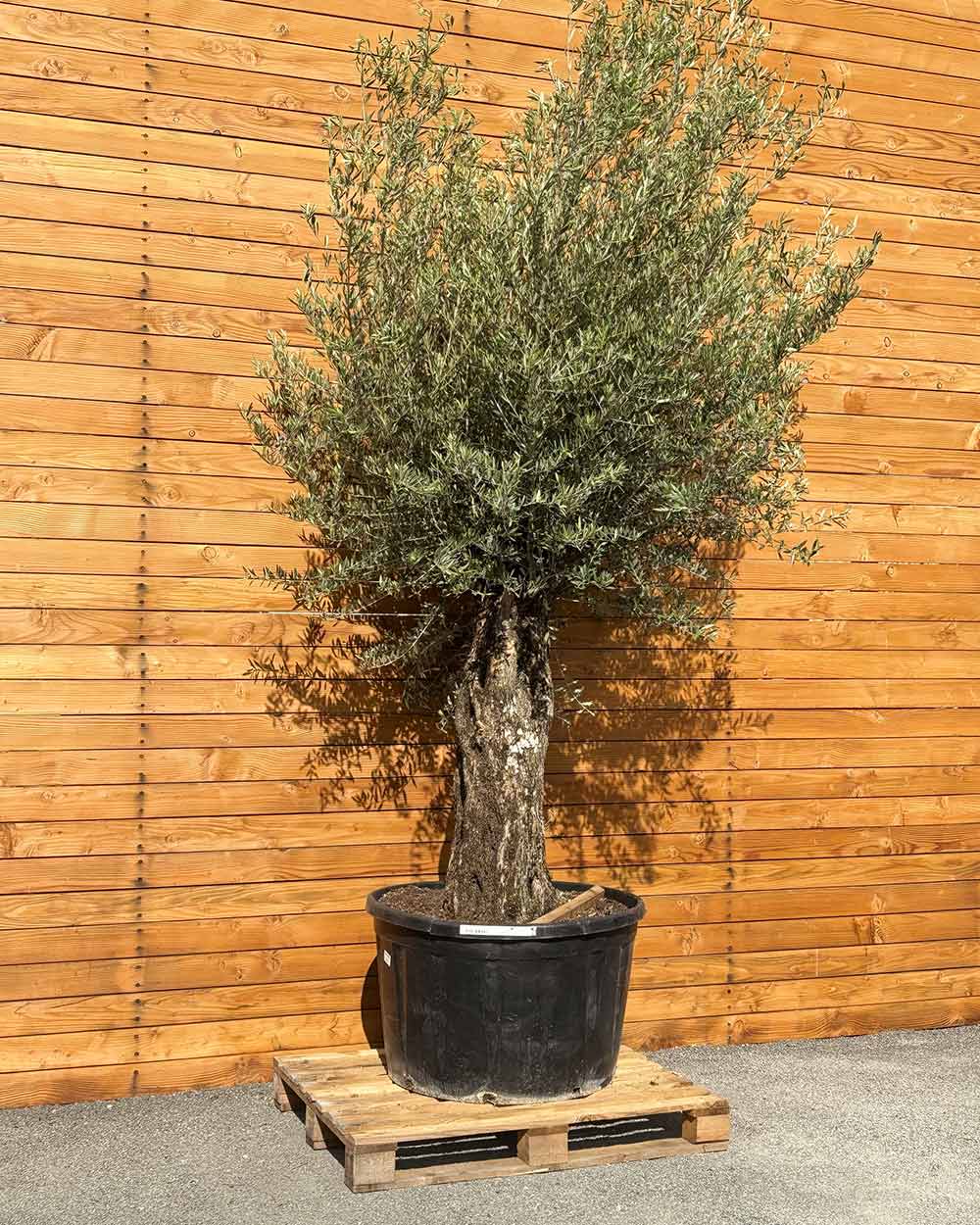 Olivenbaum – Olea europaea ‘Picual’ (Grande) (H22)