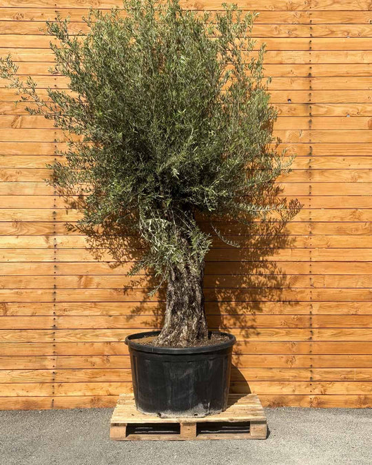 Olivenbaum – Olea europaea ‘Picual’ (Grande) (H22)