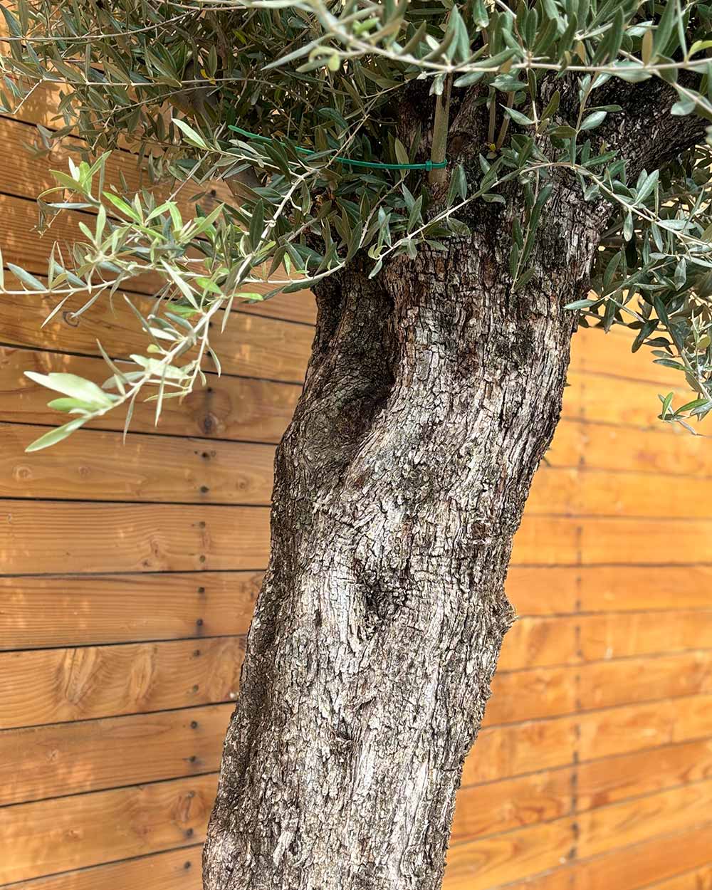 Olivenbaum – Olea europaea ‘Picual’ (Grande) (H4)