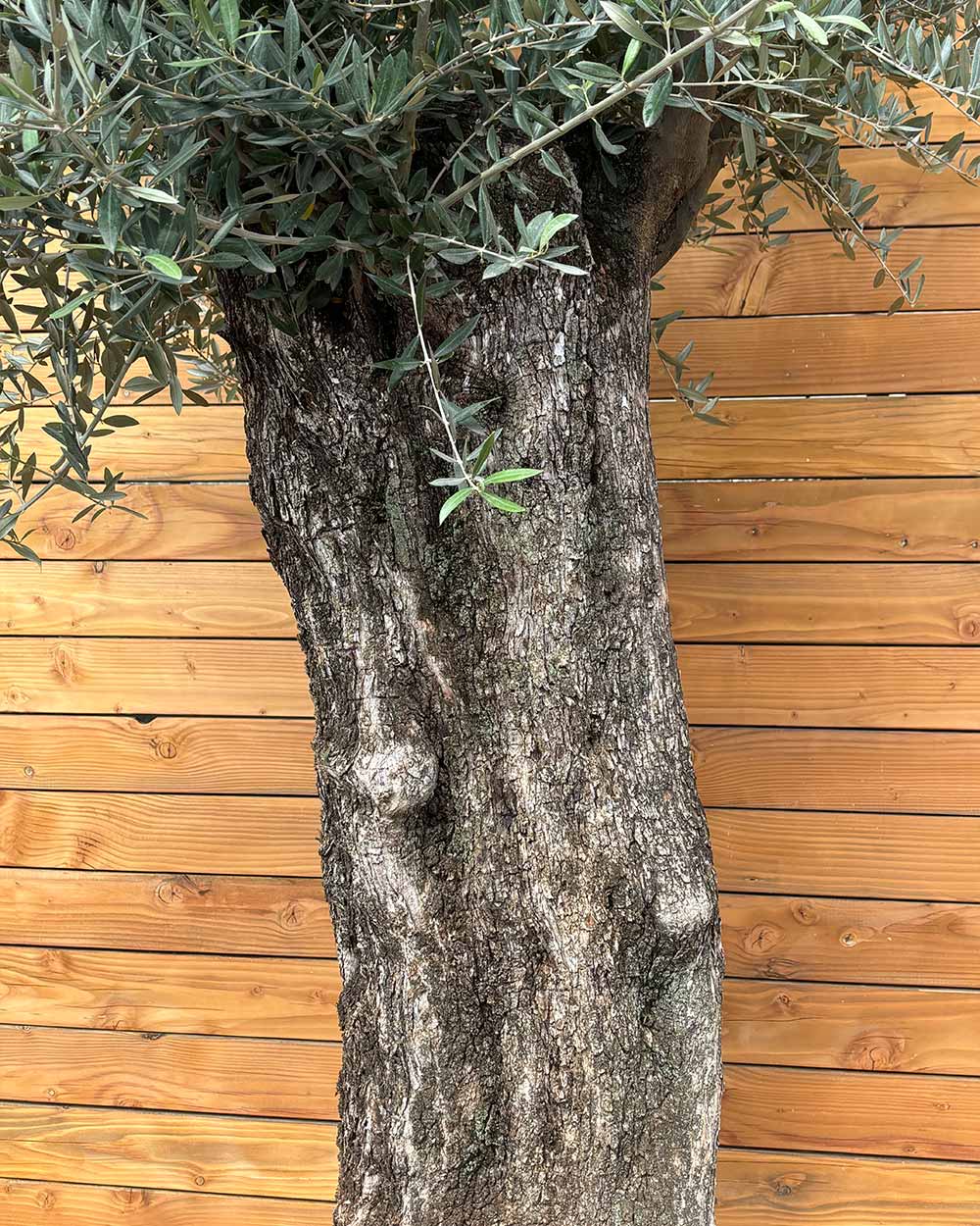 Olivenbaum – Olea europaea ‘Picual’ (Grande) (H4)