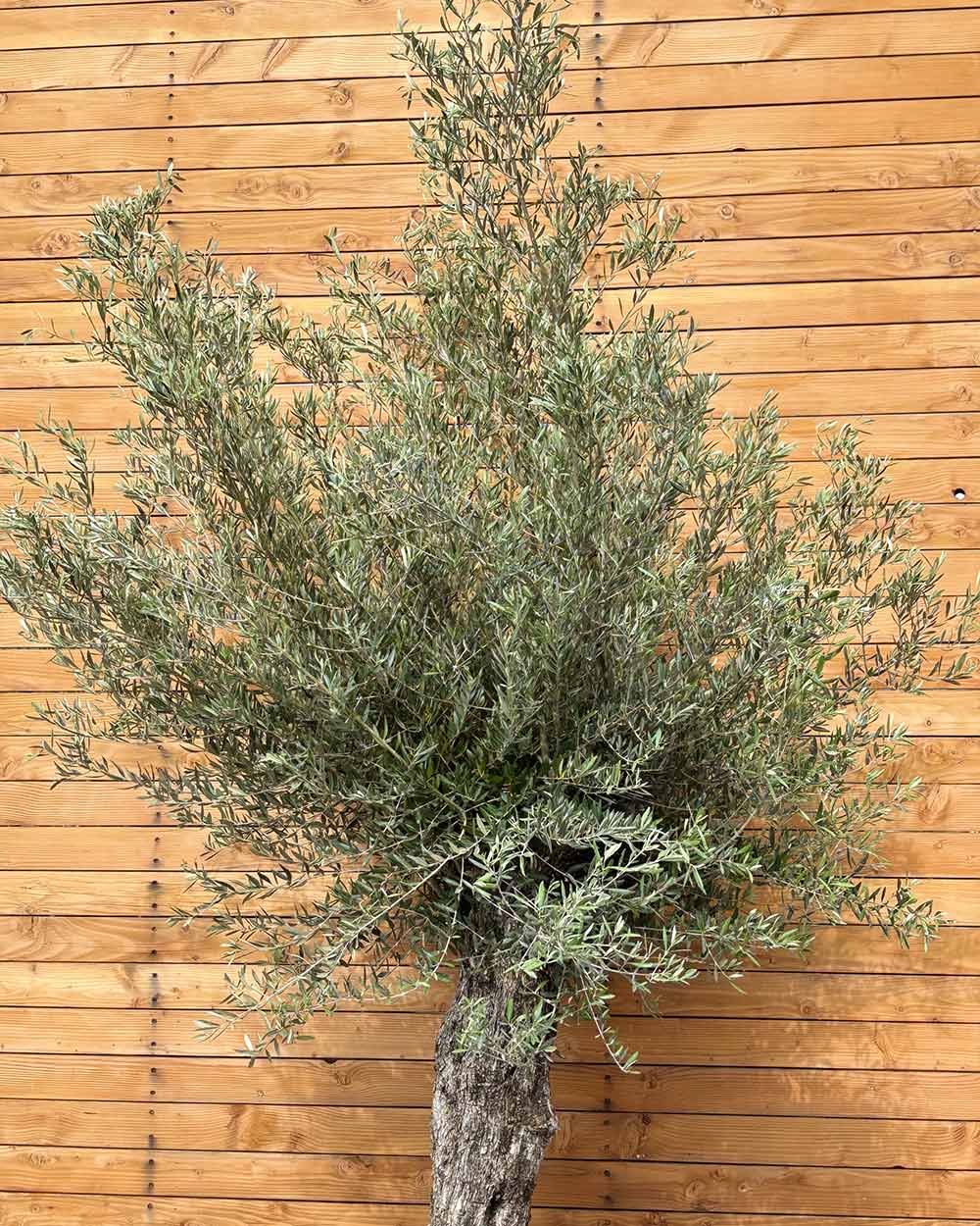 Olivenbaum – Olea europaea ‘Picual’ (Grande) (H4)