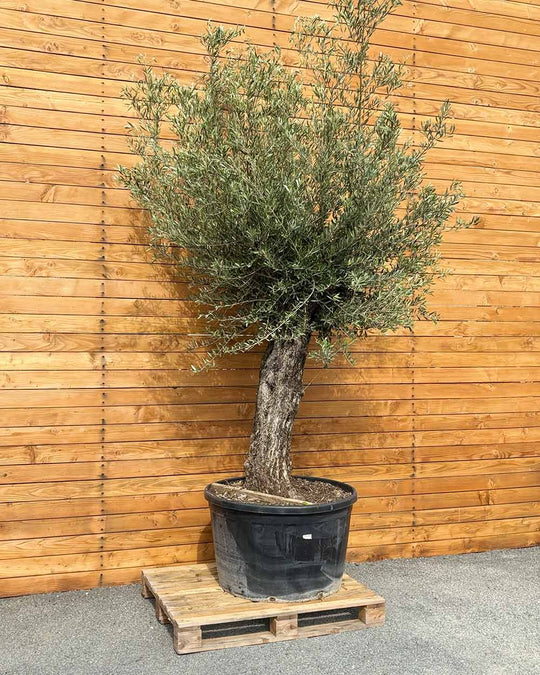Olivenbaum – Olea europaea ‘Picual’ (Grande) (H4)