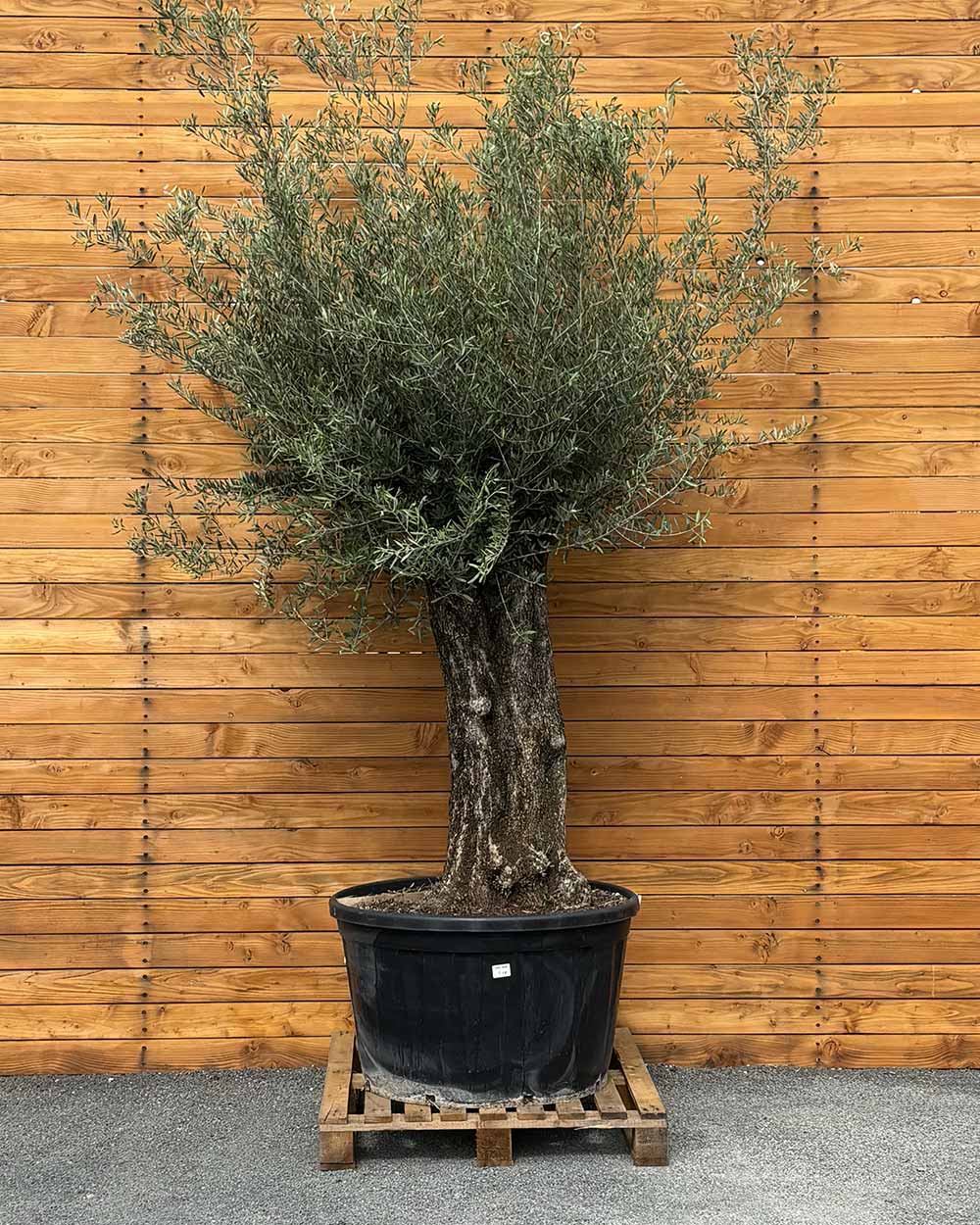 Olivenbaum – Olea europaea ‘Picual’ (Grande) (H4)