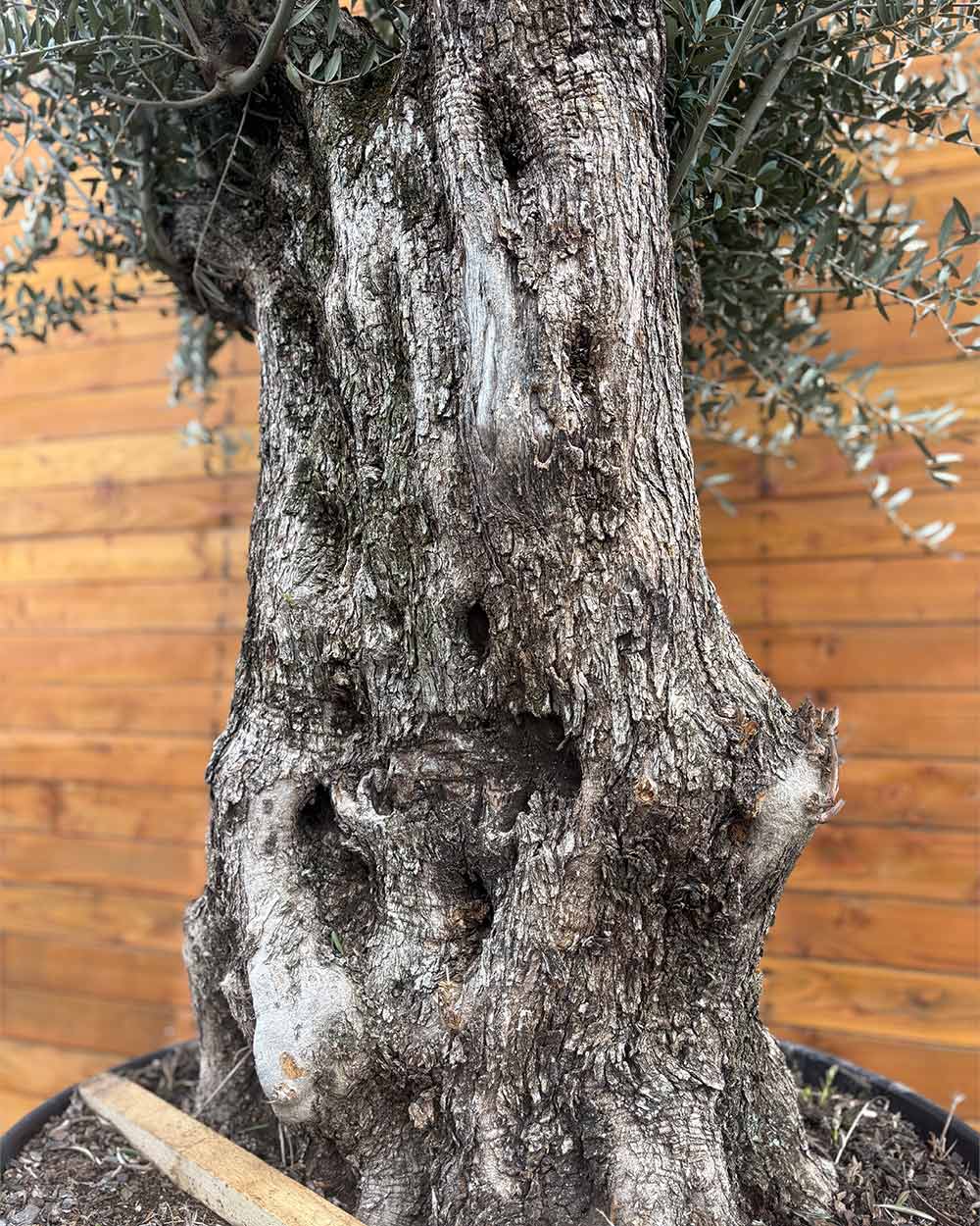 Olivenbaum – Olea europaea ‘Picual’ (Grande) (H5)