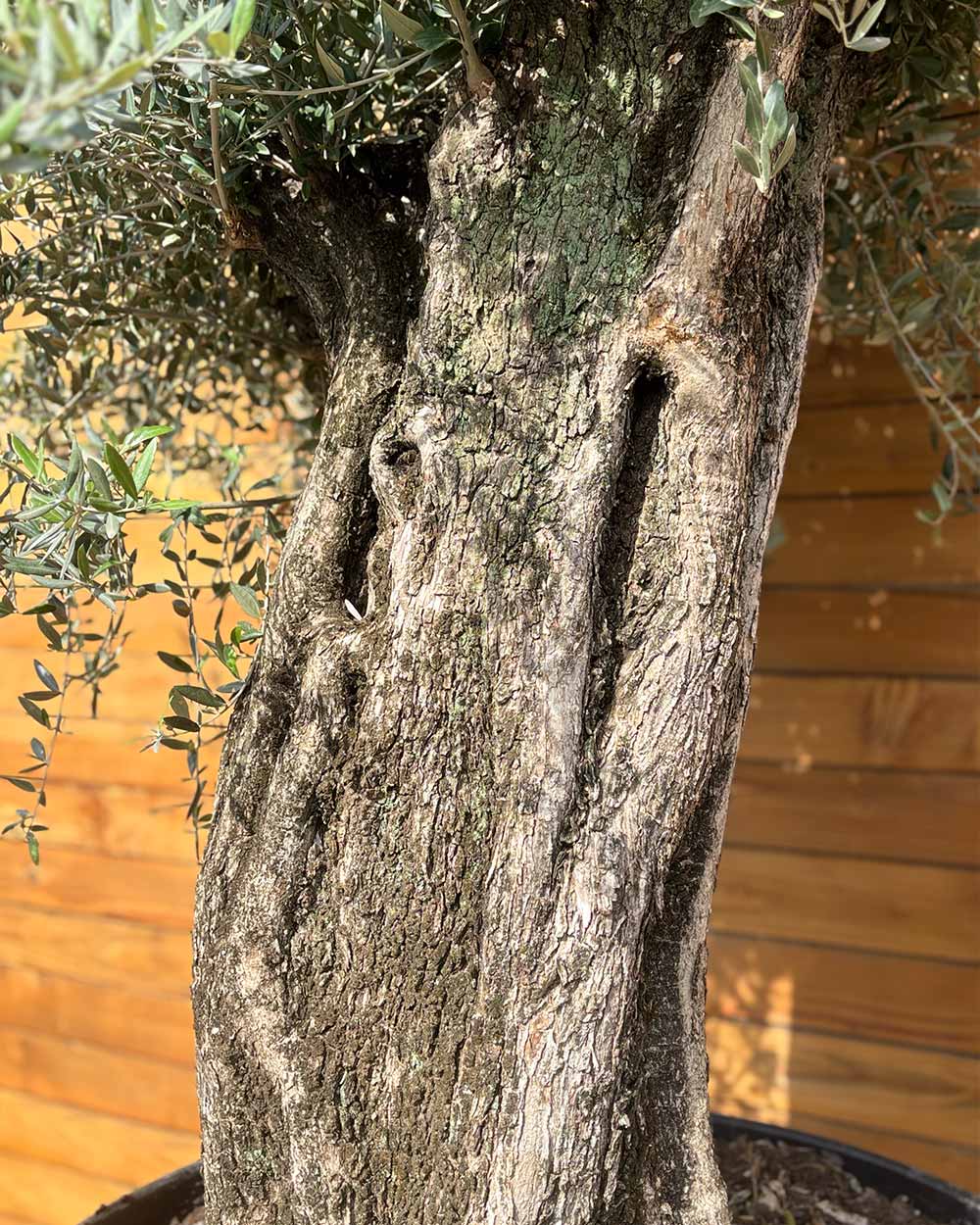 Olivenbaum – Olea europaea ‘Picual’ (Grande) (H6)