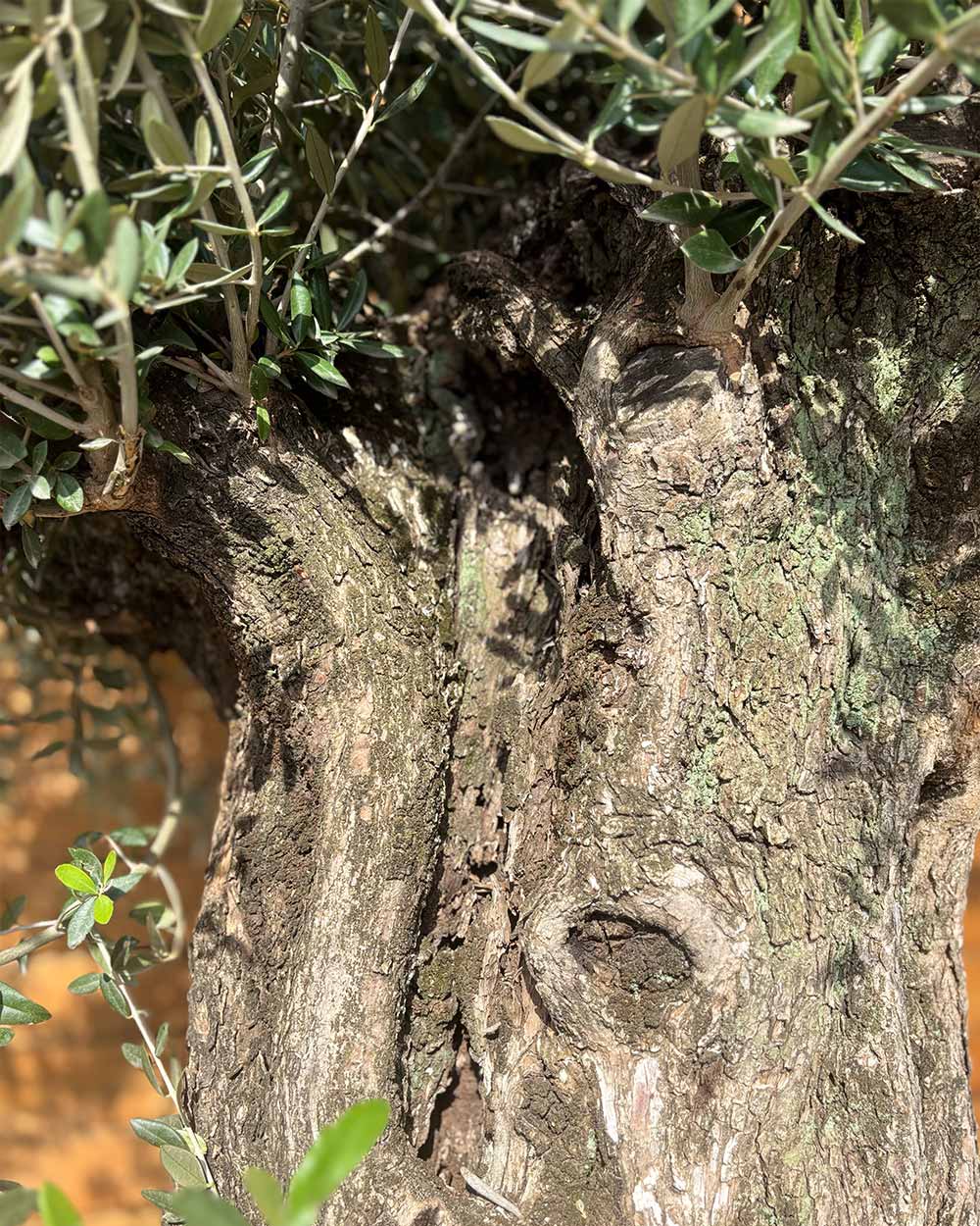 Olivenbaum – Olea europaea ‘Picual’ (Grande) (H6)