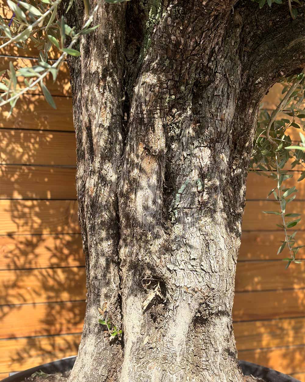 Olivenbaum – Olea europaea ‘Picual’ (Grande) (H6)