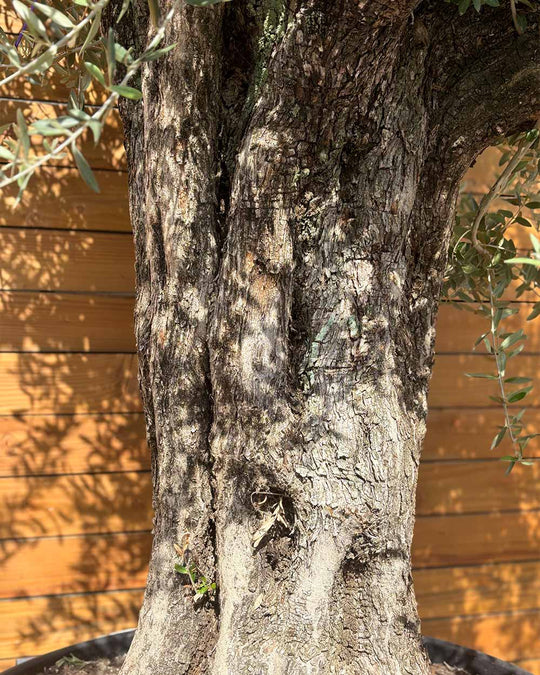 Olivenbaum – Olea europaea ‘Picual’ (Grande) (H6)