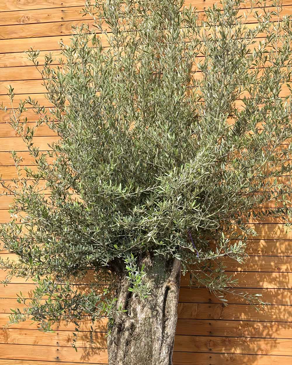 olivenbaum mauk Olivenbaum – Olea europaea ‘Picual’ (Grande) (H6)