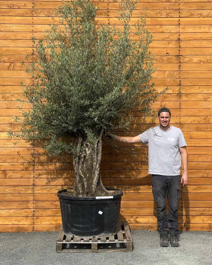 picual olivenbaum Olivenbaum – Olea europaea ‘Picual’ (Grande) (H6)