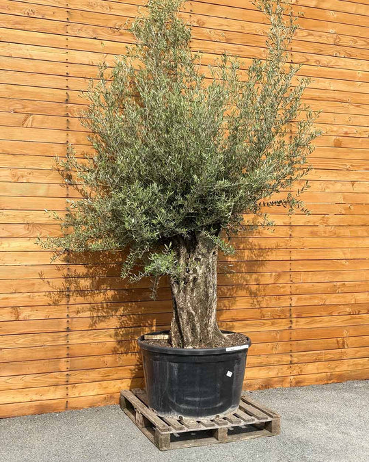 Olivenbaum – Olea europaea ‘Picual’ (Grande) (H6)