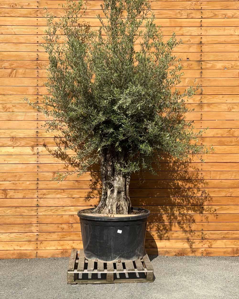 Olivenbaum – Olea europaea ‘Picual’ (Grande) (H6)