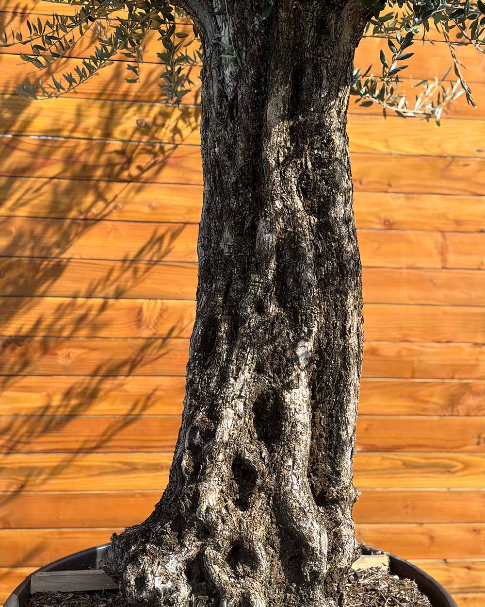 Olivenbaum – Olea europaea ‘Picual’ (Grande) (H8)