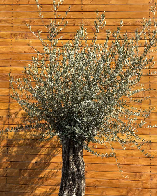 Olivenbaum – Olea europaea ‘Picual’ (Grande) (H8)