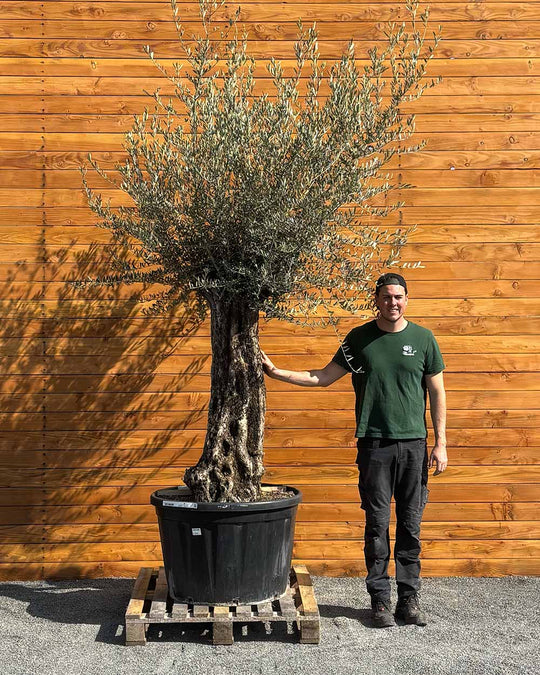Olivenbaum – Olea europaea ‘Picual’ (Grande) (H8)