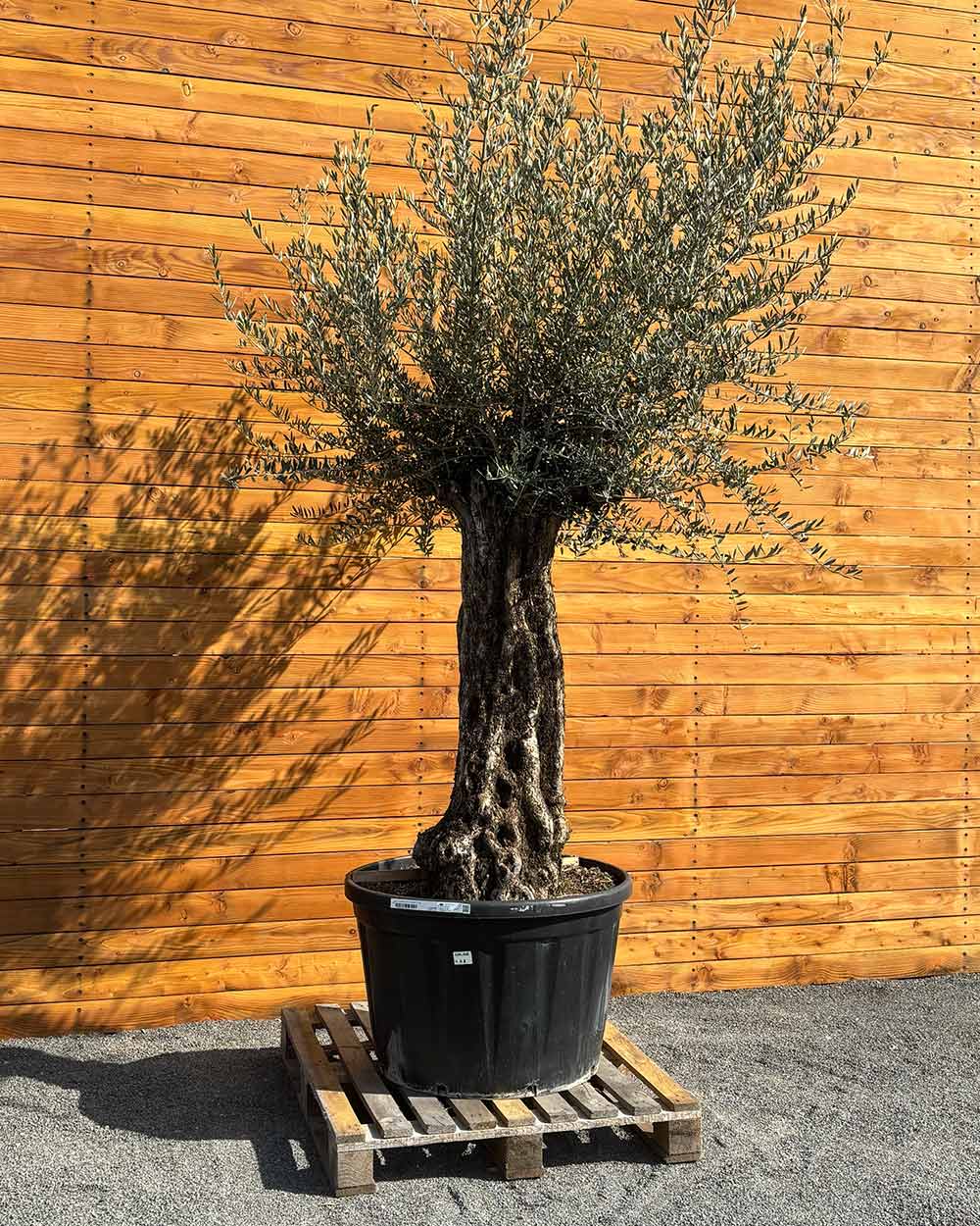 Olivenbaum – Olea europaea ‘Picual’ (Grande) (H8)