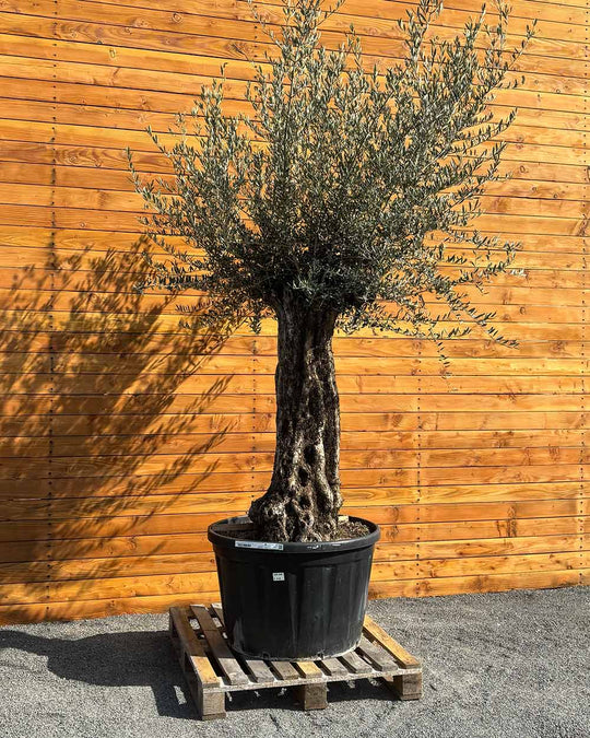 Olivenbaum – Olea europaea ‘Picual’ (Grande) (H8)