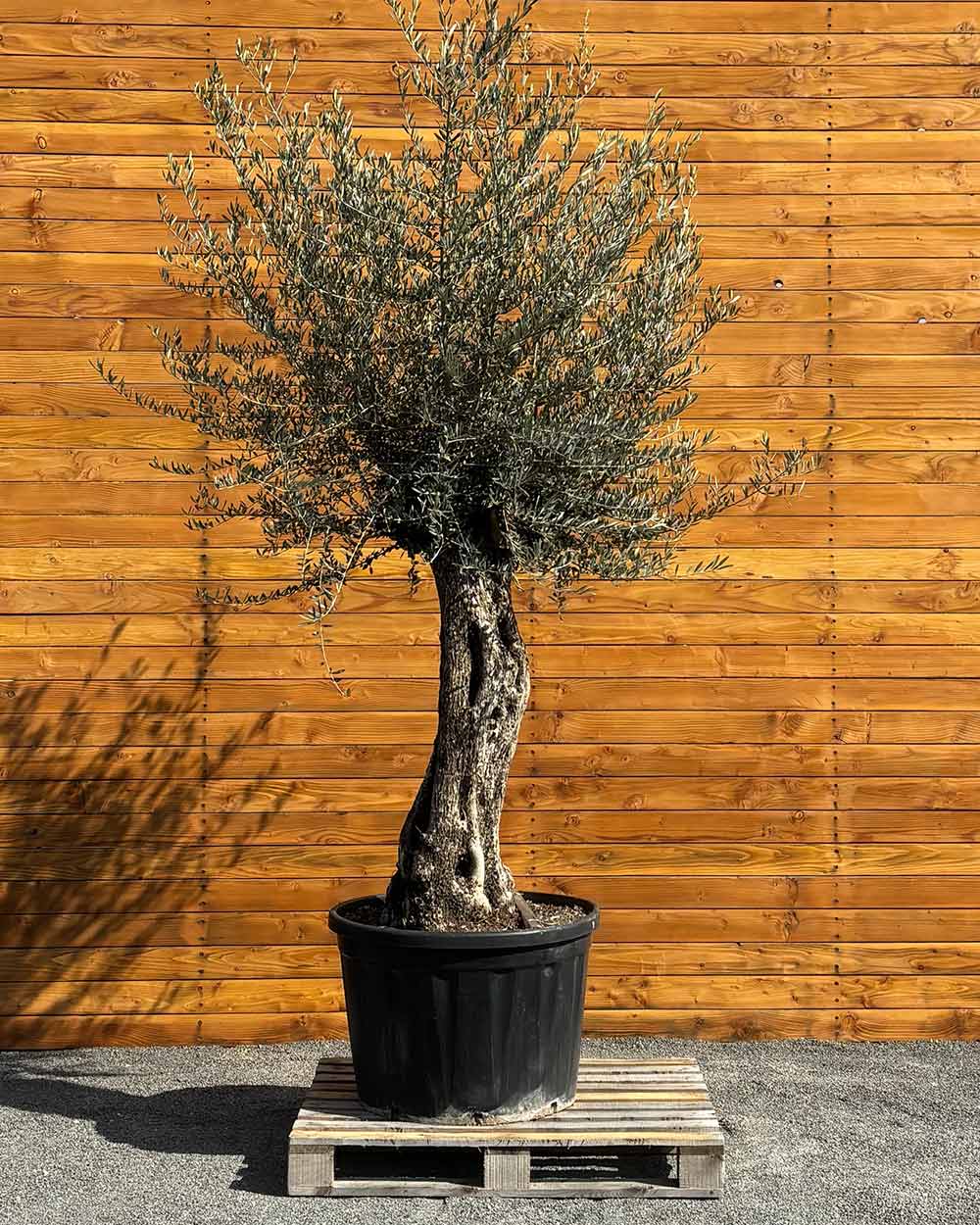 Olivenbaum – Olea europaea ‘Picual’ (Grande) (H8)