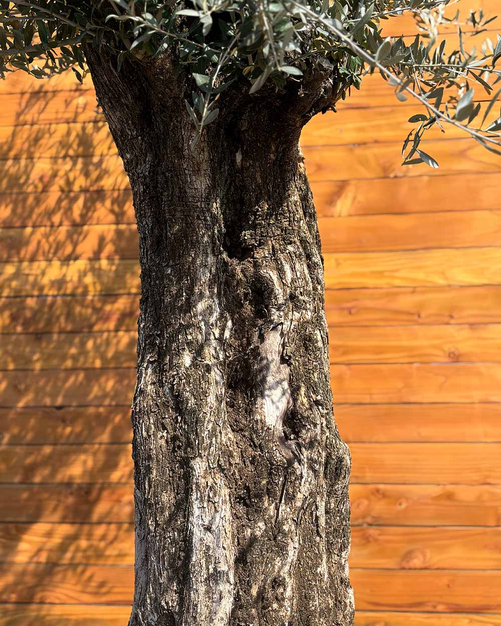 Olivenbaum – Olea europaea ‘Picual’ (Grande) (H9)