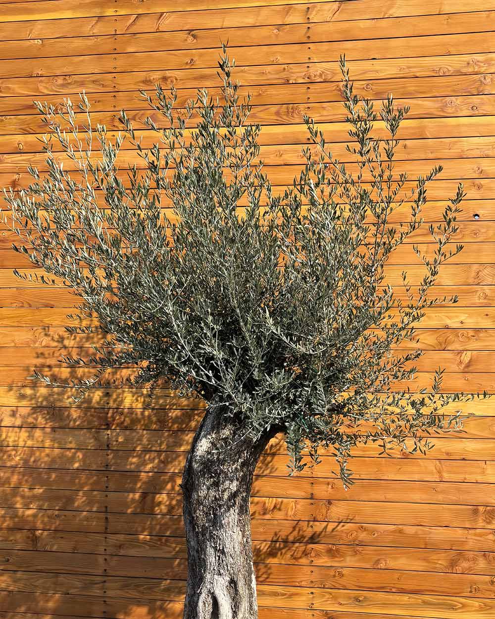 Olivenbaum – Olea europaea ‘Picual’ (Grande) (H9)