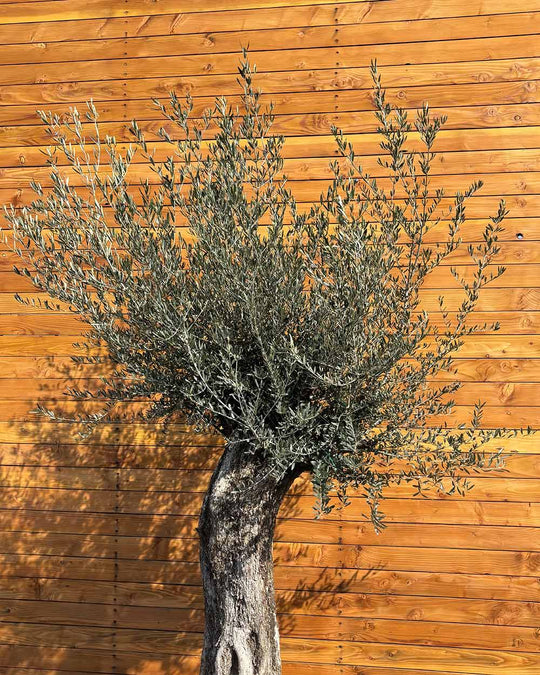 Olivenbaum – Olea europaea ‘Picual’ (Grande) (H9)