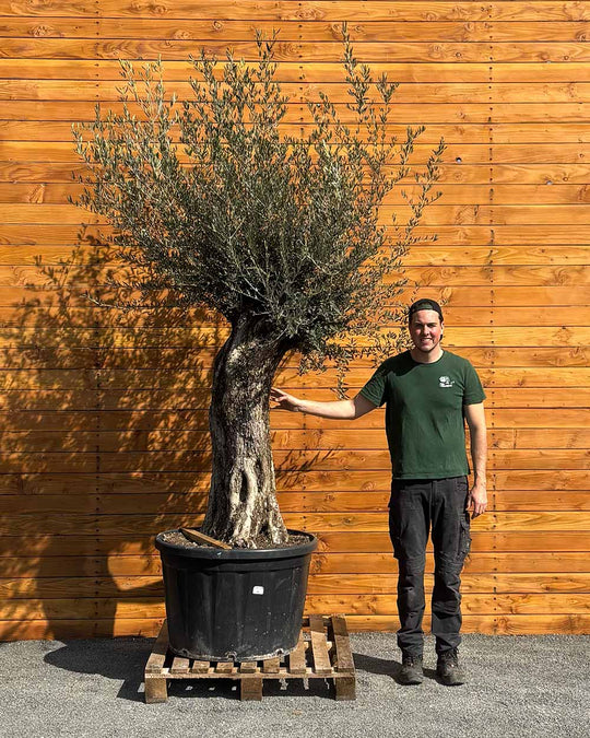 Olivenbaum – Olea europaea ‘Picual’ (Grande) (H9)